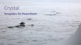  Presentation with dolphin - Audience pleasing presentation theme consisting of dolphin-common-dolphin-jumping backdrop and a sky blue colored foreground