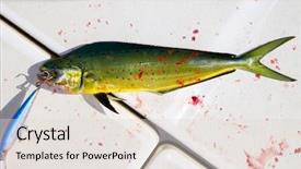  Presentation with dolphin - Amazing theme having deep sea dolphins - dolphin fish bloody sport fishing backdrop and a lemonade colored foreground