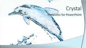  Presentation with dolphin - PPT layouts enhanced with dolphin from splashes of water background and a cool aqua colored foreground