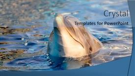  Presentation with dolphin - Presentation having dolphin-in-the-water background and a light blue colored foreground