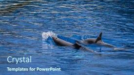  Presentation with dolphin - 