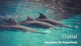  Presentation with dolphin - 