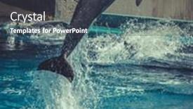  Presentation with dolphin - 