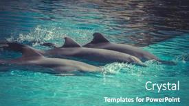  Presentation with dolphin - 