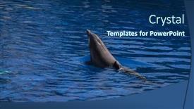  Presentation with dolphin - 