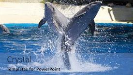  Presentation with dolphin - Cool new PPT theme with dolphin-jump-out backdrop and a teal colored foreground