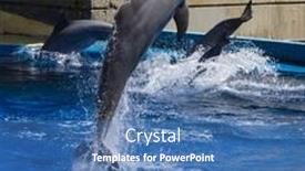  Presentation with dolphin - 