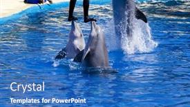  Presentation with dolphin - 