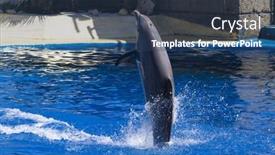  Presentation with dolphin - 