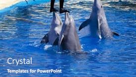  Presentation with dolphin - 