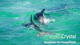  Presentation with dolphin - Slide set having dolphin jumping in turquoise water background and a teal colored foreground