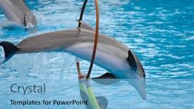  Presentation with dolphin - Cool new PPT layouts with dolphin-jumping-through-a-ring backdrop and a light blue colored foreground