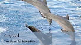  Presentation with happy - Amazing PPT theme having dolphin jumps waves ocean - happy dolphins jumping backdrop and a  colored foreground