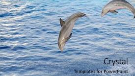  Presentation with jumping mouse - PPT theme with dolphin jumps waves ocean - happy dolphins jumping background and a teal colored foreground