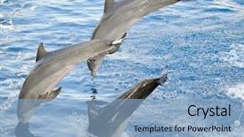  Presentation with jumping into the ocean - Slides featuring dolphin jumps waves ocean - happy dolphins jumping background and a  colored foreground