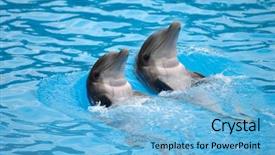  Presentation with side by side - Slide deck having dolphin jumps waves ocean - two happy dolephins is swimming background and a light blue colored foreground