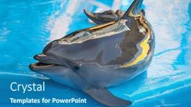 Presentation with dolphin - Colorful PPT theme enhanced with dolphin near pool close up backdrop and a ocean colored foreground