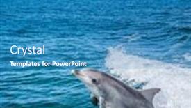  Presentation with dolphin - Amazing slide set having dolphin-off-the-coast backdrop and a teal colored foreground