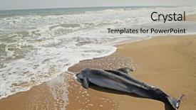  Presentation with black sea - PPT theme enhanced with dolphin on the black sea background and a light gray colored foreground