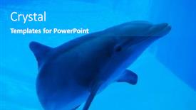  Presentation with dolphin - Slides featuring oceanography - dolphin swimming in aquarium background and a gray colored foreground