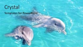  Presentation with ocean waves - Slide deck enhanced with dolphins couple swimming in blue background and a cyan colored foreground