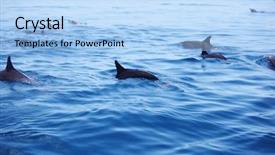  Presentation with ocean waves - Amazing slides having dolphins in blue ocean waves backdrop and a light blue colored foreground