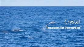  Presentation with taiwan - Presentation theme consisting of dolphins-jump-out background and a teal colored foreground