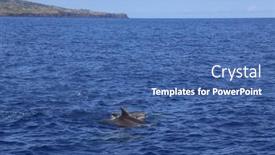  Presentation with water ocean - Presentation featuring dolphins-jumping-out-of-water background and a ocean colored foreground