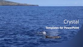  Presentation with water ocean - PPT theme enhanced with dolphins-jumping-out-of-water background and a ocean colored foreground