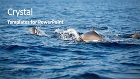 Presentation with marine - Audience pleasing theme consisting of dolphins jumping over sea waves backdrop and a teal colored foreground