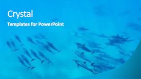  Presentation with amazing - Slide deck with dolphins swimming in the ocean background and a light gray colored foreground
