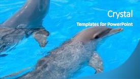  Presentation with dolphin - Presentation theme consisting of dolphins background and a teal colored foreground