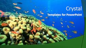  Presentation with divers - Beautiful presentation theme featuring dome coral and scuba divers backdrop and a cobalt blue colored foreground