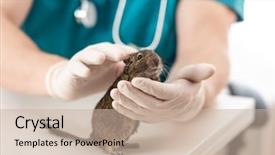  Presentation with rodent - Beautiful slide deck featuring rodents - degu is domestic active fluffy backdrop and a soft green colored foreground