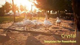  Presentation with domestic animals - Audience pleasing presentation theme consisting of domestic-animals-in-the-farm backdrop and a tawny brown colored foreground