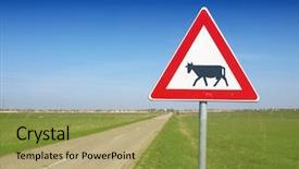  Presentation with domestic animals - Presentation design consisting of domestic animals on the road background and a gold colored foreground