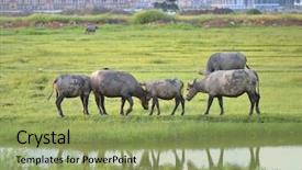  Presentation with pasture - Amazing presentation theme having domestic asian water buffalo on a pasture in the china backdrop and a yellow colored foreground