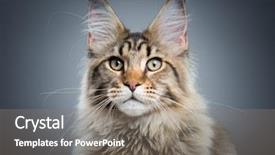  Presentation with old photo - Slides having domestic black tabby main background and a gray colored foreground