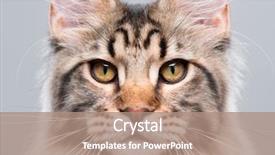  Presentation with old photo - Amazing slides having domestic black tabby main backdrop and a coral colored foreground