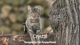  Presentation with branch - Presentation theme enhanced with domestic cat climbing on tree background and a gray colored foreground