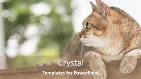 Presentation with cat - Amazing slides having domestic-cat-closeup-portrait backdrop and a coral colored foreground