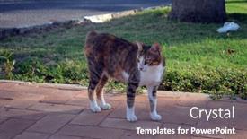  Presentation with luxury resort - Beautiful presentation design featuring domestic-cat-in-luxury-resort backdrop and a gray colored foreground