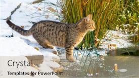  Presentation with amphibians - PPT theme having domestic-cat-is-a-dangerous background and a coral colored foreground