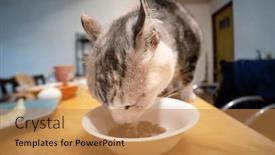  Presentation with canned food - 