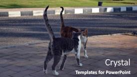  Presentation with luxury resort - Cool new theme with domestic-cats-in-luxury-resort backdrop and a dark gray colored foreground