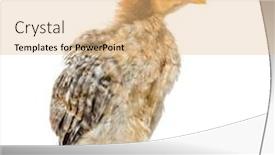  Presentation with chick - Presentation design with domestic-chick-standing-against-white background and a coral colored foreground