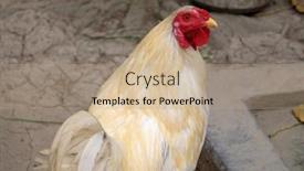  Presentation with west - Colorful presentation theme enhanced with domestic-chicken-on-farm backdrop and a coral colored foreground
