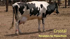  Presentation with cow - Amazing presentation design having domestic cow bos taturus backdrop and a tawny brown colored foreground