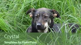  Presentation with garden - Colorful presentation theme enhanced with domestic-dog-mixed-breed backdrop and a tawny brown colored foreground
