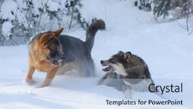  Presentation with winter forest - PPT layouts with domestic dogs play in the winter forest near kiev ukraine background and a light blue colored foreground